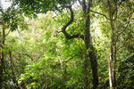 热带雨林中的葱郁古树
