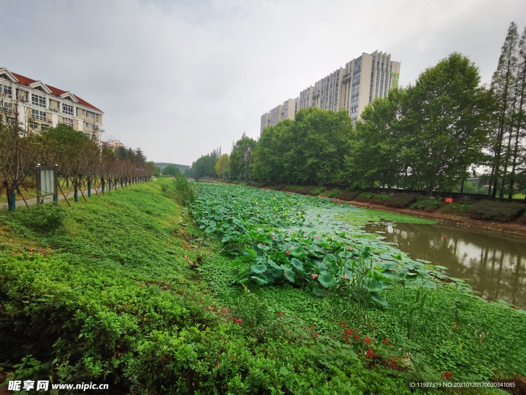 东南大学荷花池