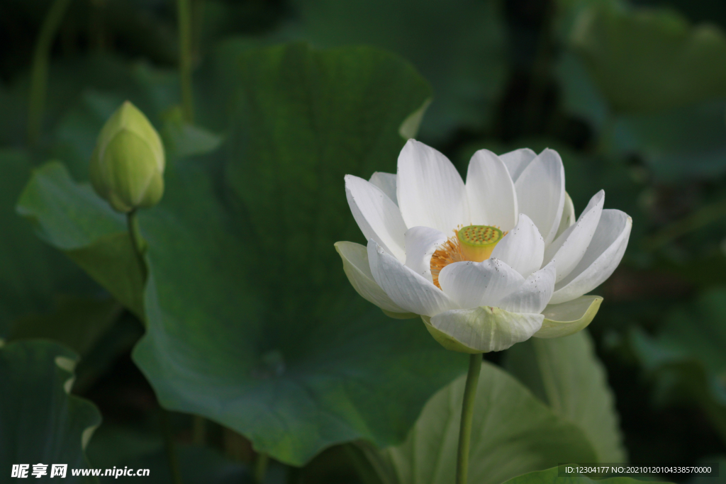 莲花