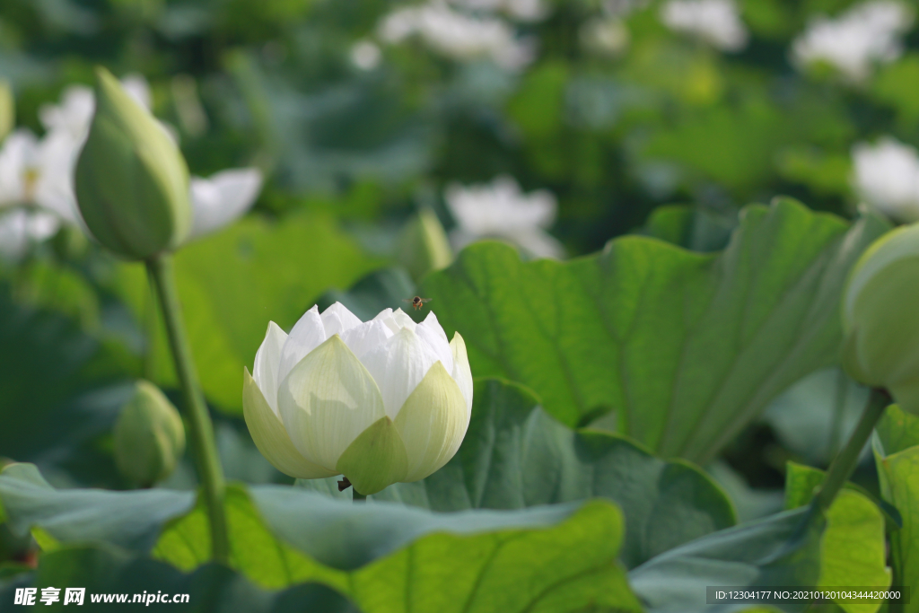 莲花