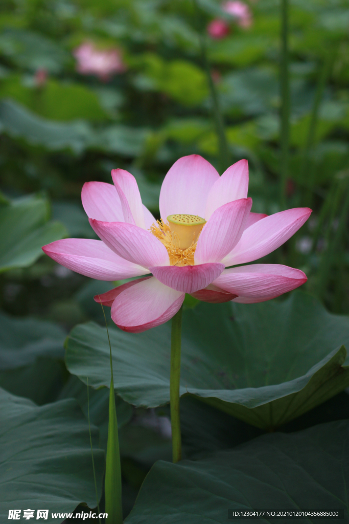 莲花