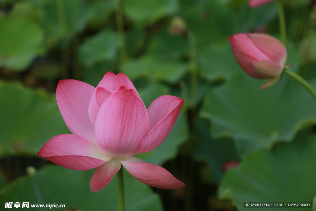 莲花