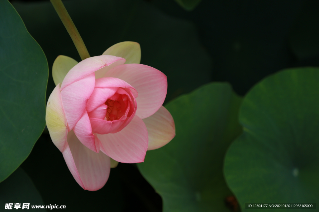 莲花