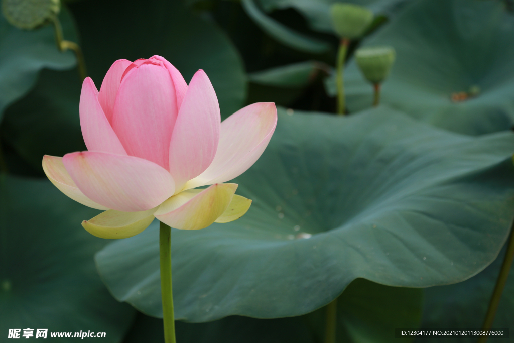 莲花
