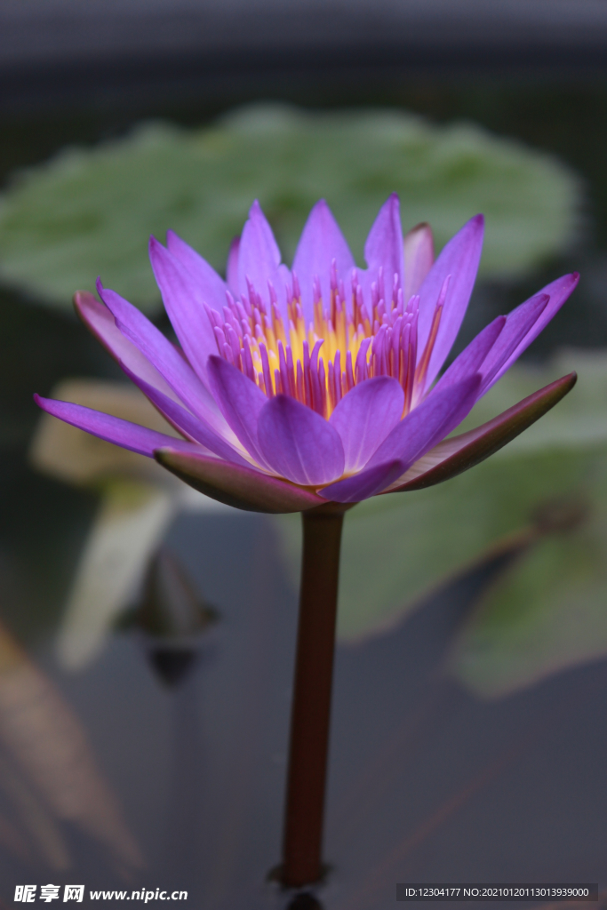 莲花