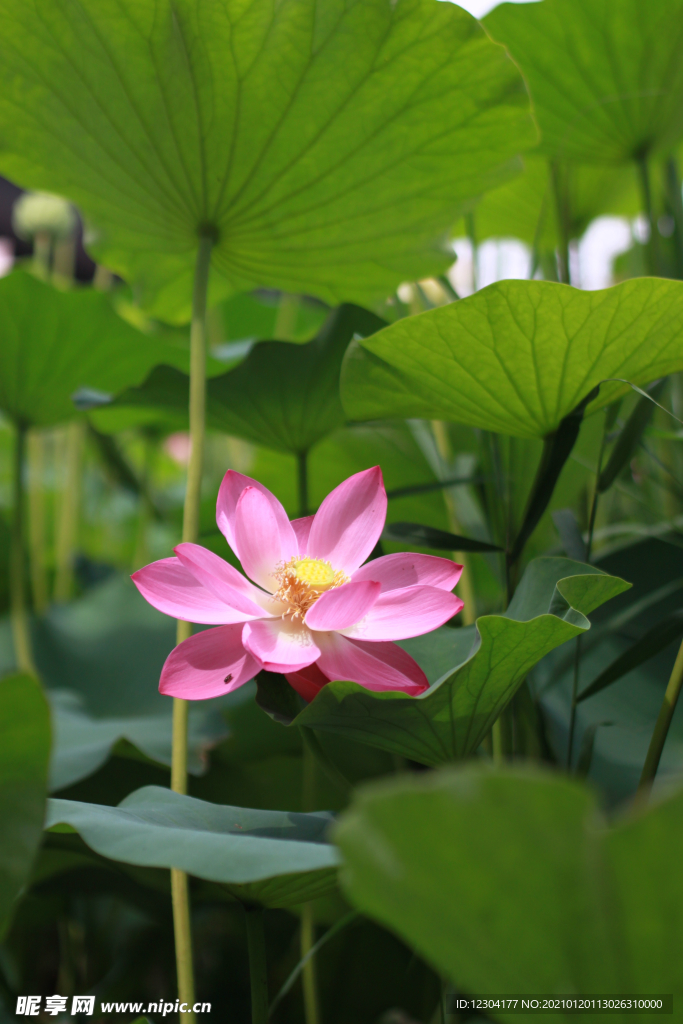 莲花