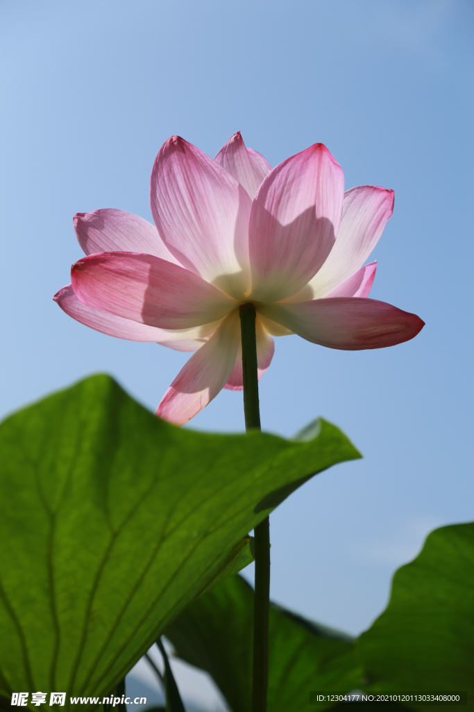 莲花