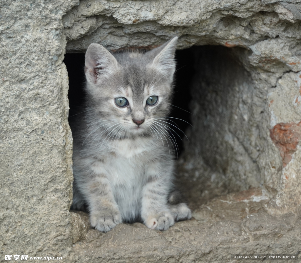猫