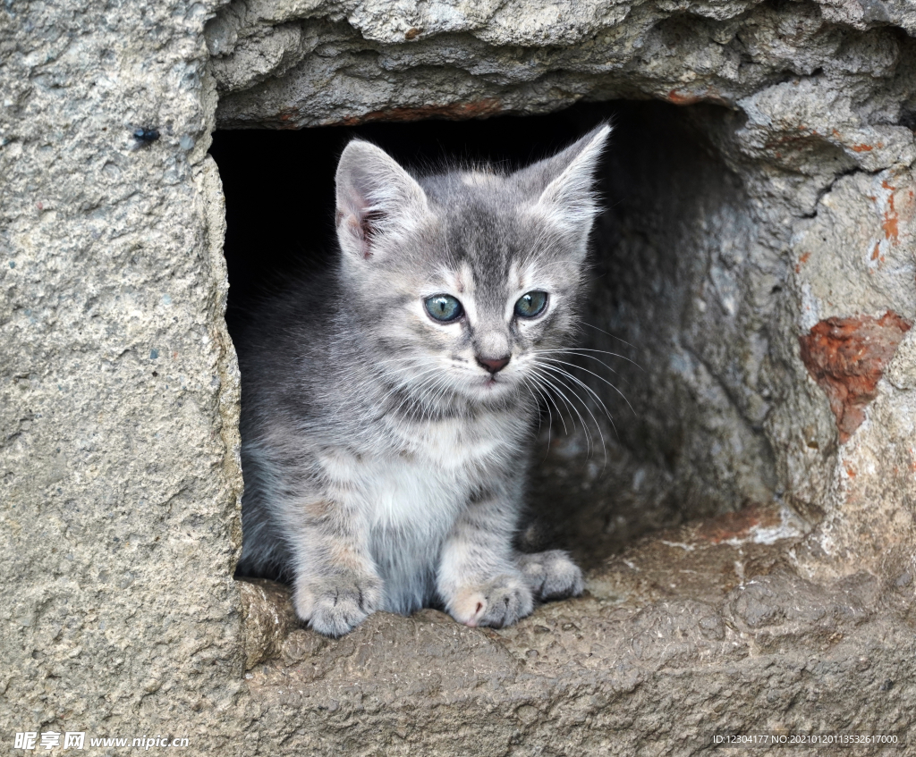 猫
