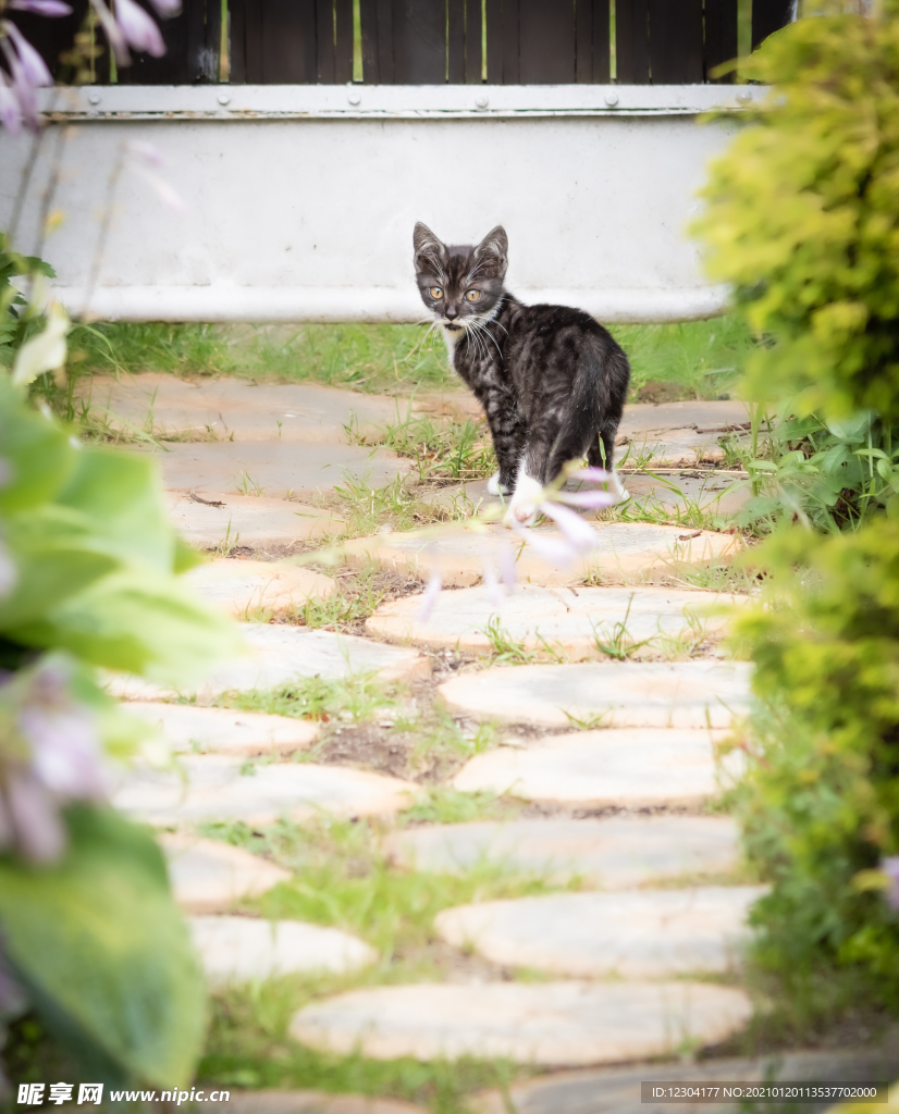 猫