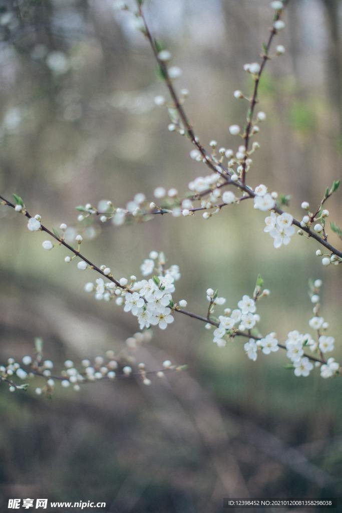 漂亮的矢车菊鲜花