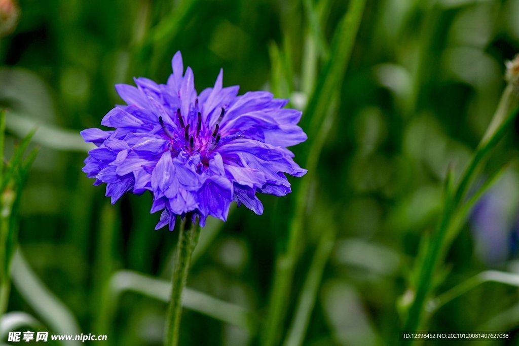 矢车菊鲜花