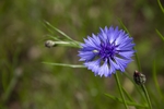 矢车菊鲜花