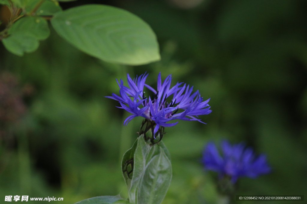 矢车菊鲜花