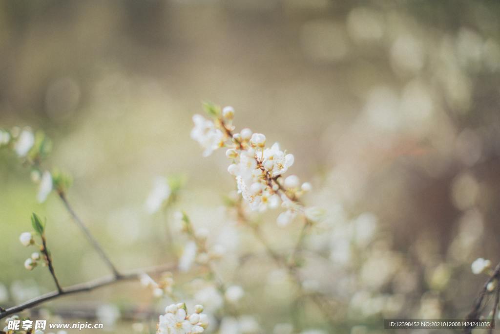 苹果花