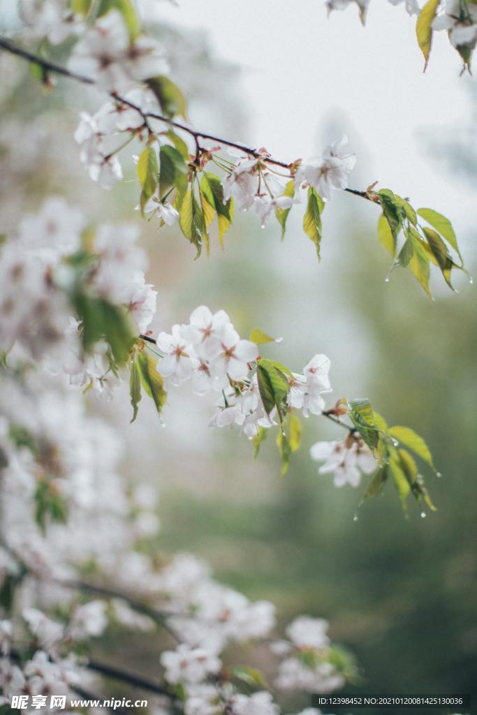 苹果花