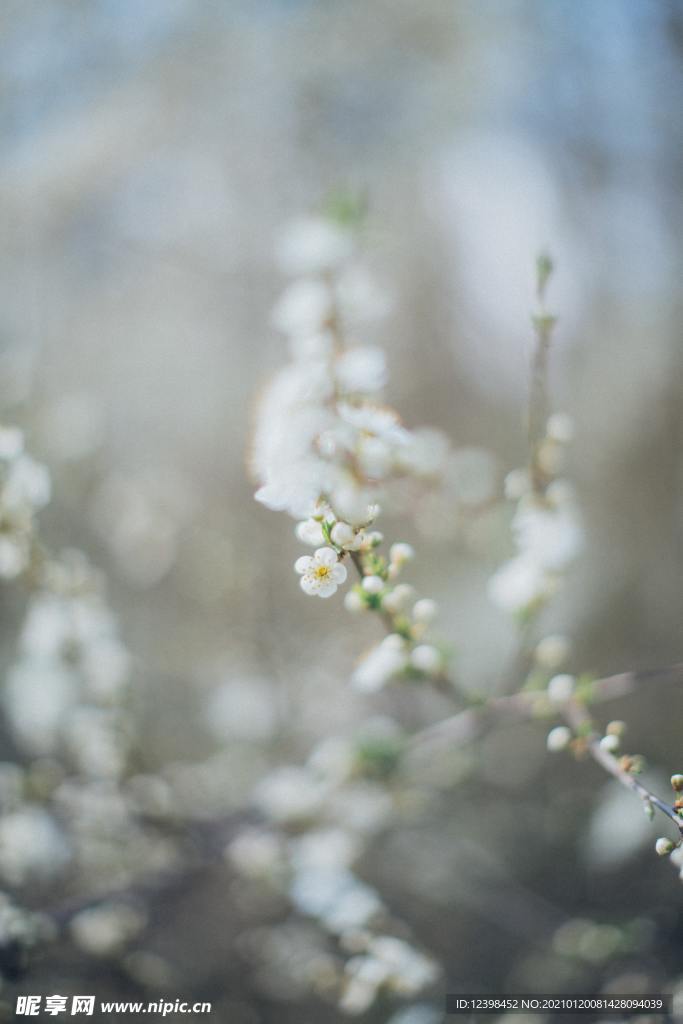 苹果花