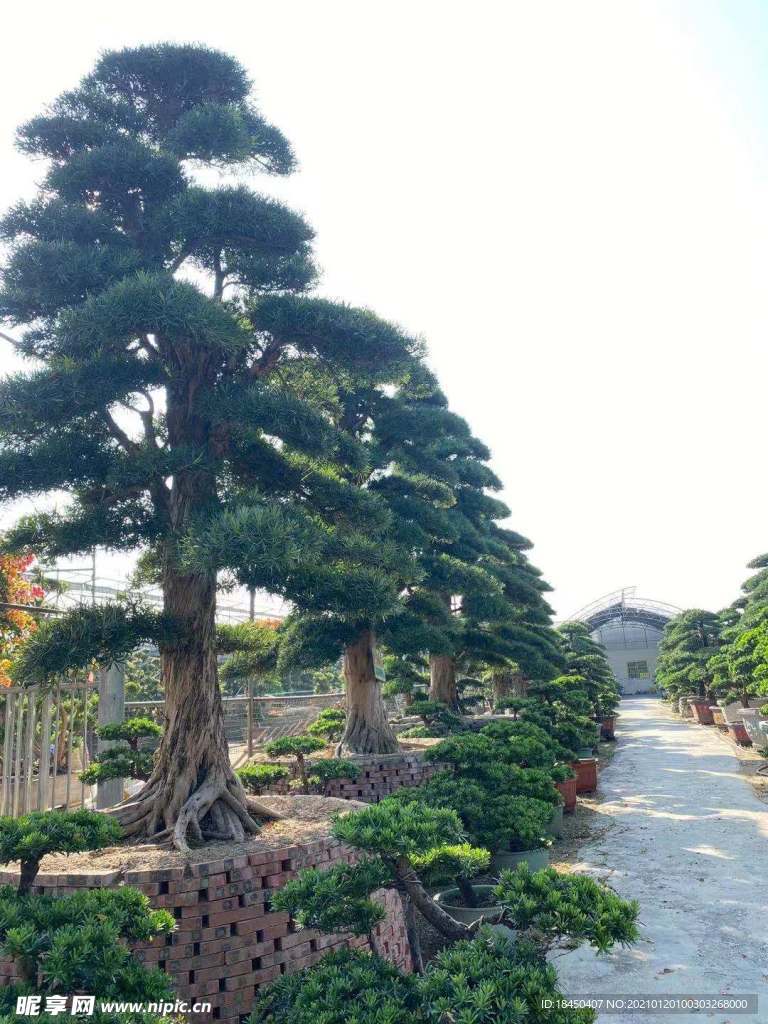 观景松