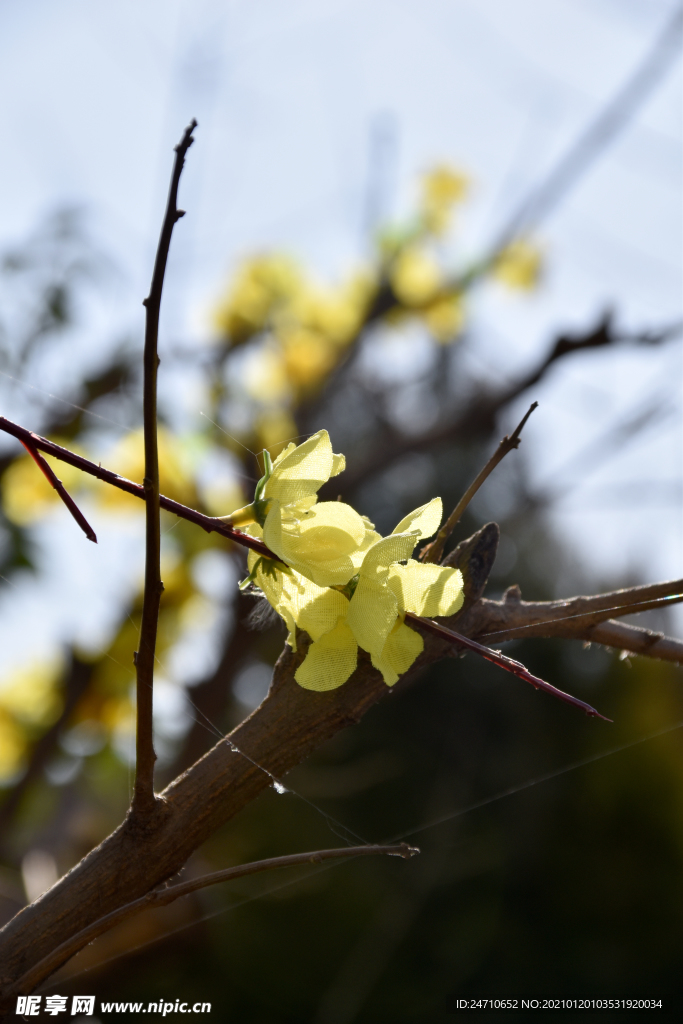 花