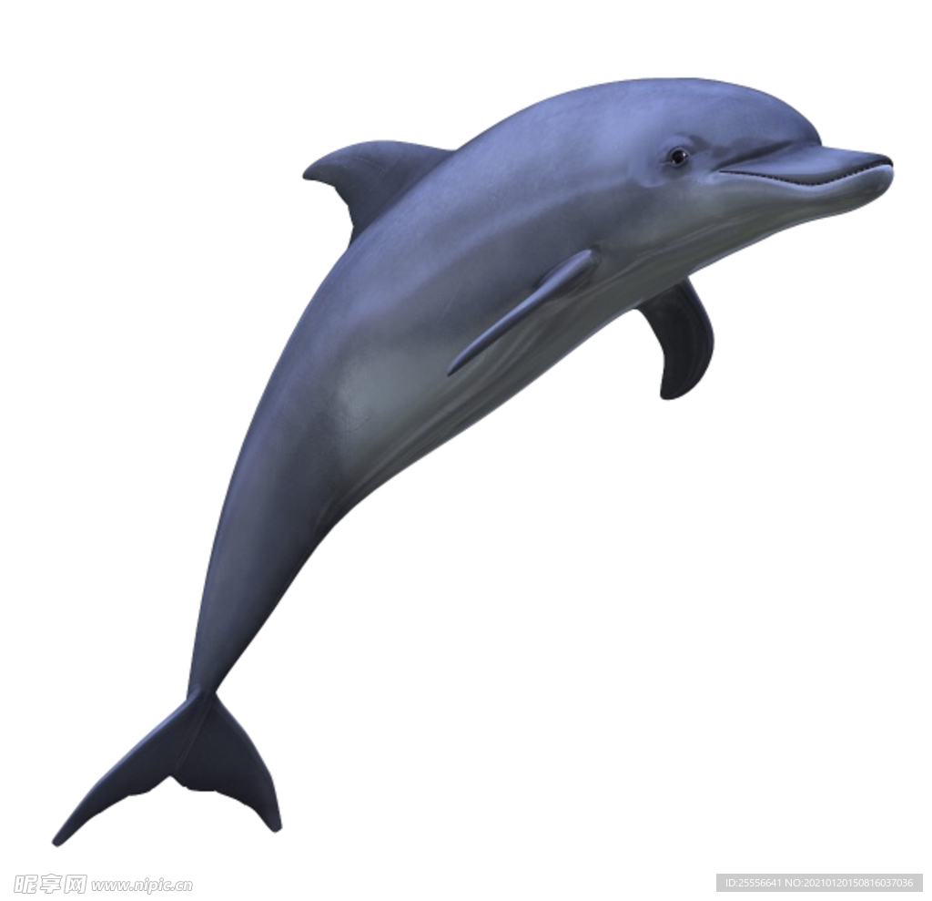 海豚