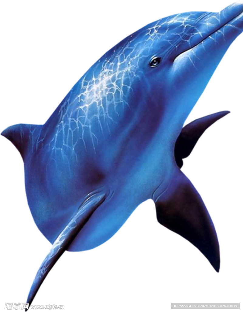 海豚
