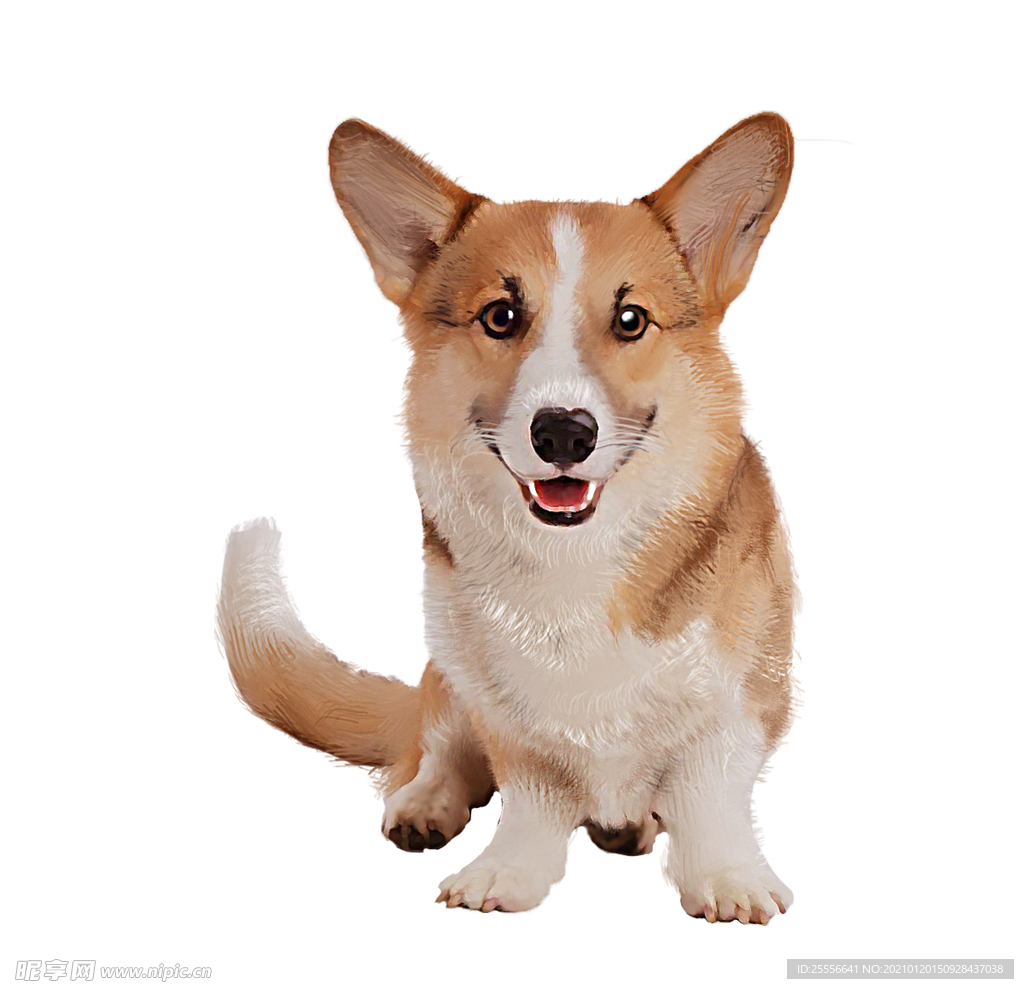 柯基犬