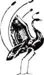 古典花纹