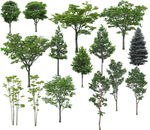 园林景观树木植物绿化