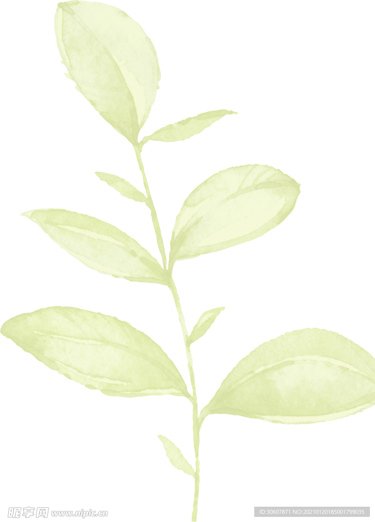 水彩植物