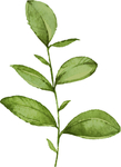 水彩植物