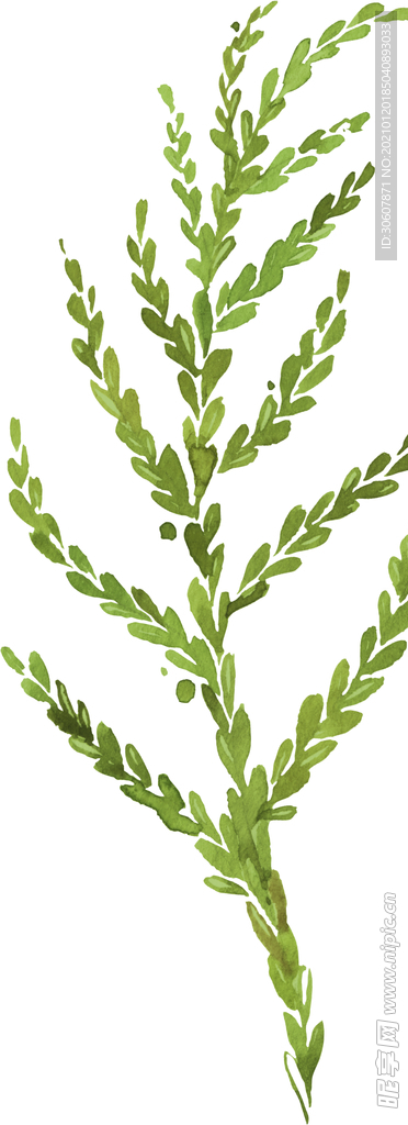 水彩植物