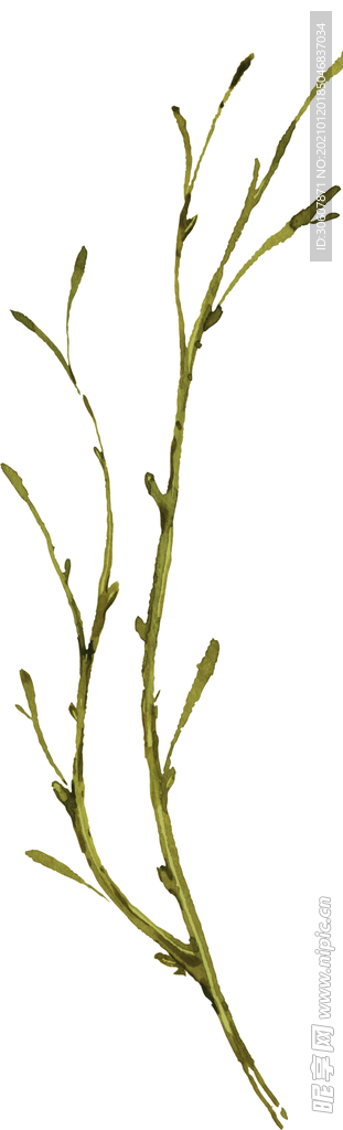 水彩植物