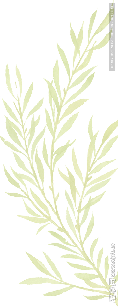 水彩植物
