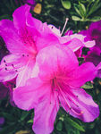 杜鹃花