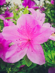 杜鹃花