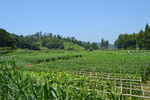 田园风光