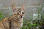 家猫