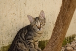 家猫