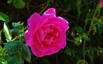 玫瑰花