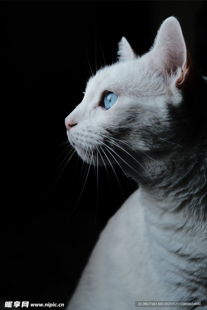 白色猫咪黑色背景高清摄影