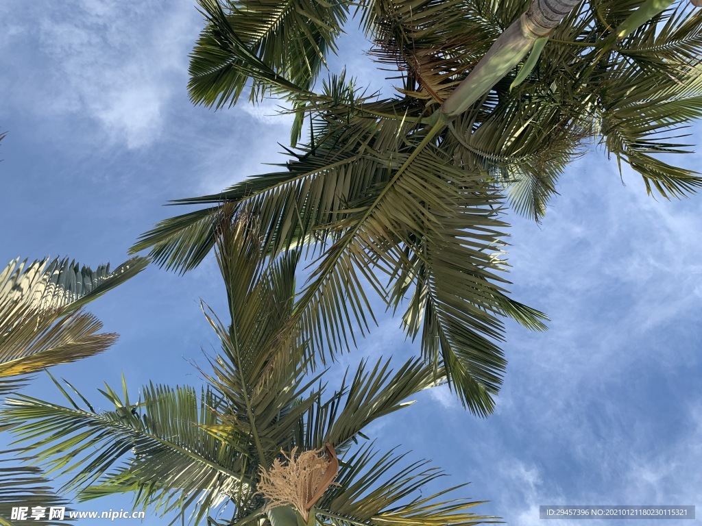 海南沙滩椰树风景