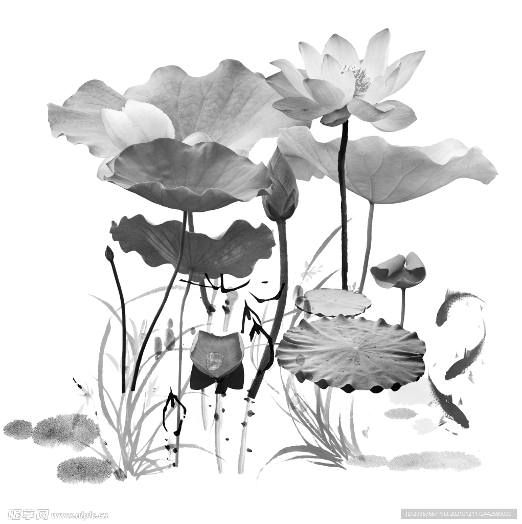荷花