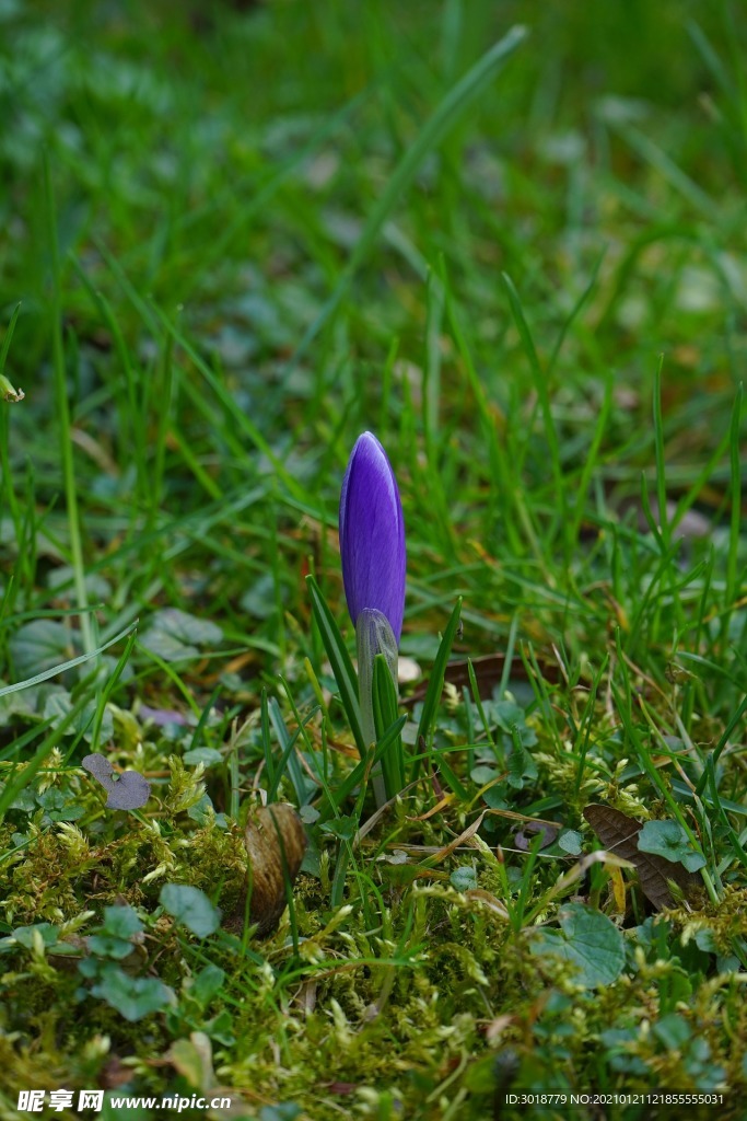 番红花