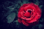 玫瑰花