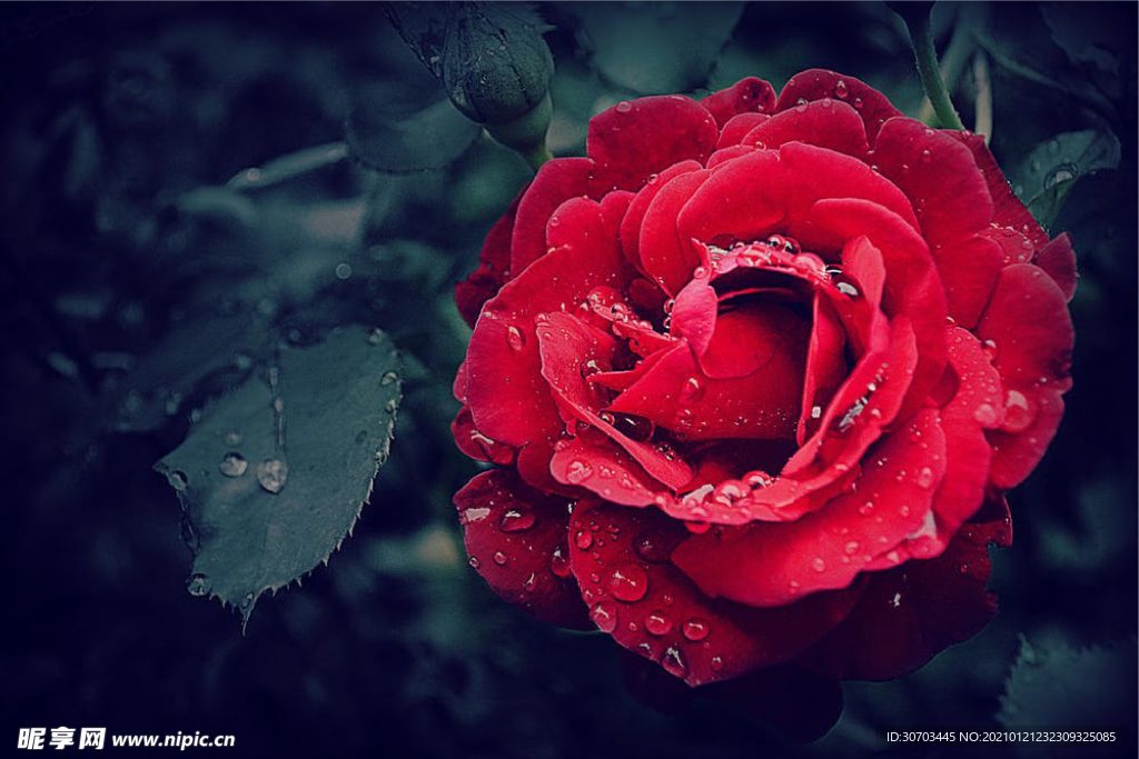 玫瑰花
