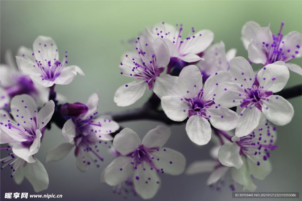 花