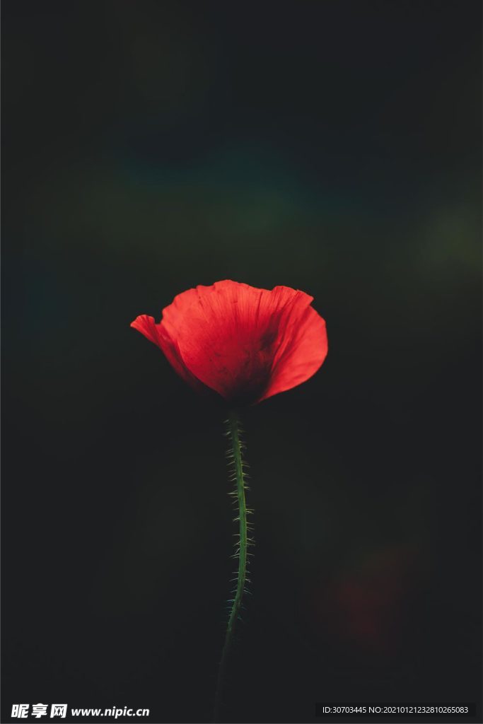 红色花