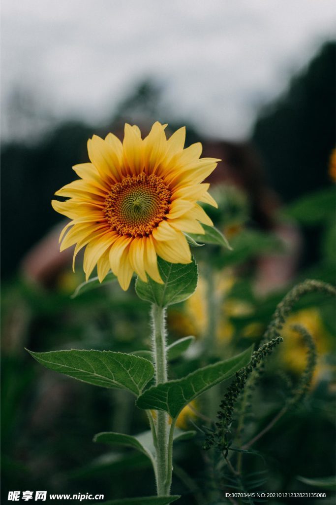 葵花