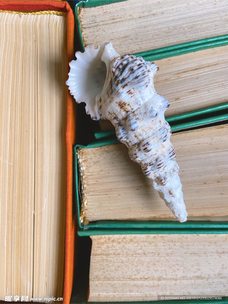 贝壳