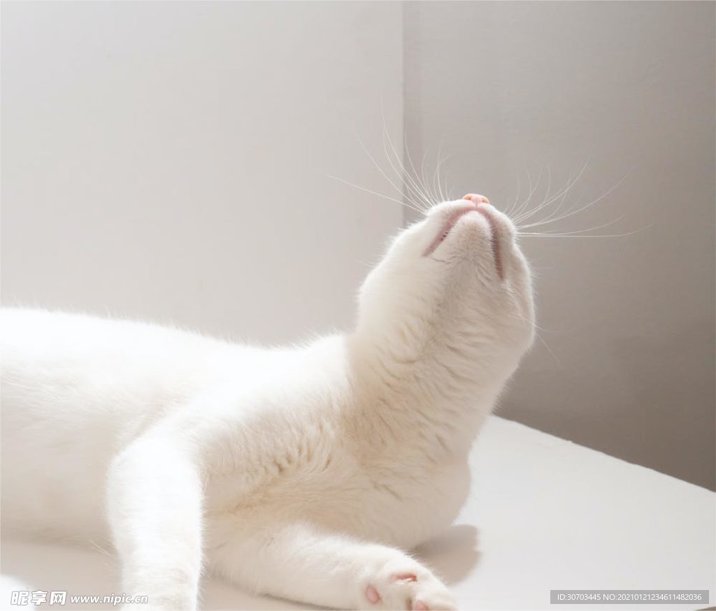 小猫